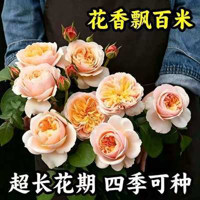 香水玫瑰】新品爆款玫瑰老桩花卉根树苗盆栽大花绿植植物老桩苗