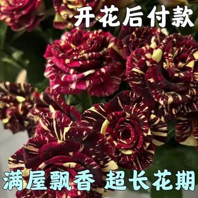 【香水玫瑰】新品爆款玫瑰老桩花卉根树苗盆栽大花绿植植物老桩苗