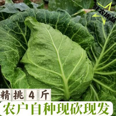 贵州牛心品种甘蓝卷心菜心包叠翠冰心新鲜蔬菜当季包菜