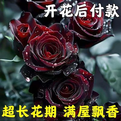 【香水玫瑰】新品爆款玫瑰老桩花卉根树苗盆栽大花绿植植物老桩苗