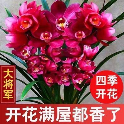 【四季开花】耐热耐寒好养兰花四季开花客厅盆栽花卉室内绿值