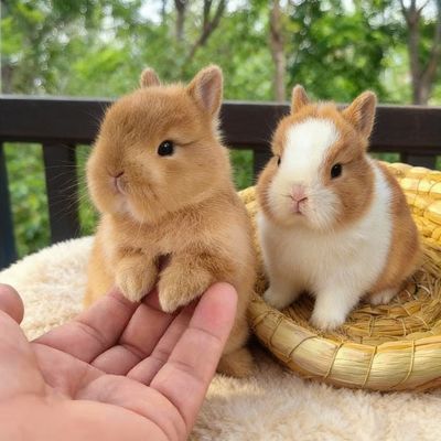 宠物兔子活物宿舍宠物兔小型垂耳兔荷兰茶杯兔折耳兔侏儒兔子活体