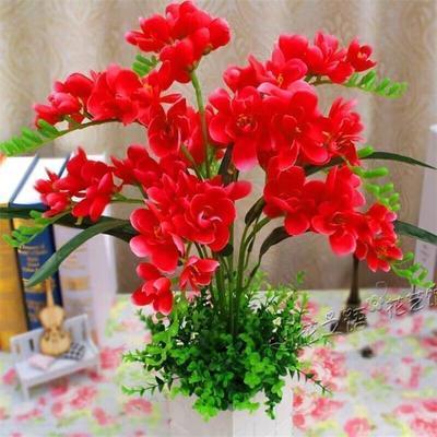 【十里飘香】懒人新品清香玉球根兰花盆栽花卉大全耐寒四季开花