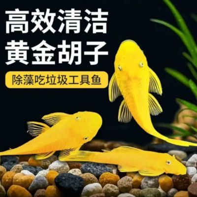 黄金胡子鱼高效清洁鱼