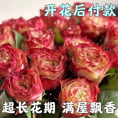 【香水玫瑰】新品爆款玫瑰老桩花卉根树苗盆栽大花绿植植物老桩苗