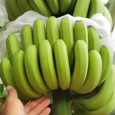 精品货云南正宗青皮香蕉纯天然即食新鲜应季成熟薄皮甜糯香蕉