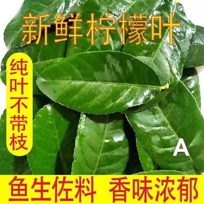 新鲜香水柠檬叶去腥增香鱼生冬阴功烹饪香料柠檬叶食用柠檬丝叶子