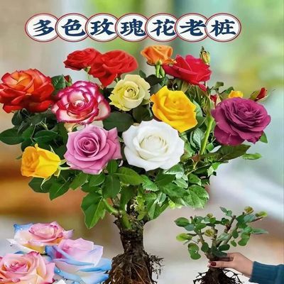 云南月季玫瑰花开花花卉四季盆栽室内外庭院耐寒多色玫瑰花混色