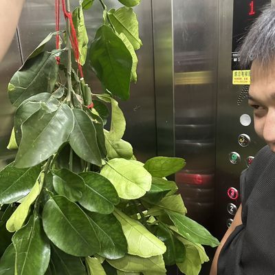 新鲜晦气叶去祈福转运沐浴乔迁新居青团树枝老树柚子叶洗澡