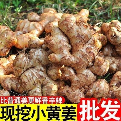 贵州正宗优质小黄姜新鲜(现挖现发)优质小黄姜整箱批发