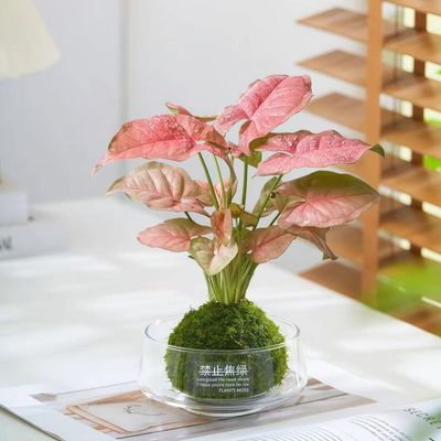 ���ڲ�������ۼ���̦޺�������칫������ֲ��������ֲ�ﾻ��������Ҷֲ�� 8.6Ԫ