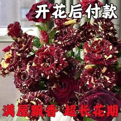 【香水玫瑰】新品爆款玫瑰老桩花卉根树苗盆栽大花绿植植物老桩苗