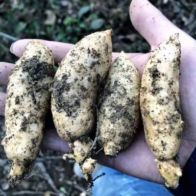 【正宗】高产天麻种苗高发芽率阳台盆栽秋冬种植高产蔬菜种子