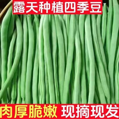 【现摘】云南四季豆小金豆新鲜应季蔬菜长豆角无筋豆菜豆芸豆批发