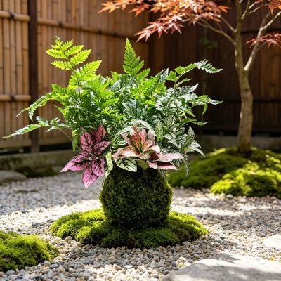 苔玉水培植物桌面狼尾蕨嫣红蔓网纹草蕨类植物好养办公室桌面绿植优惠商品图片