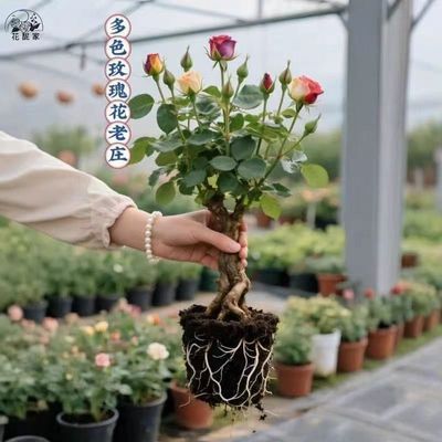 【香水玫瑰】新品爆款玫瑰老桩花卉根树苗盆栽大花绿植植物老桩苗