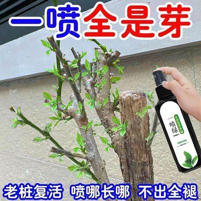 爆芽王】一喷绿老桩催芽剂促芽僵苗快速发新芽防黄叶促花营养通用
