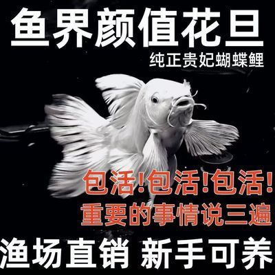 纯种台湾蝴蝶鲤长尾大鳍冷水锦鲤耐活观赏鱼好养蝴蝶鲤大尾巴正品【7月18日发完】