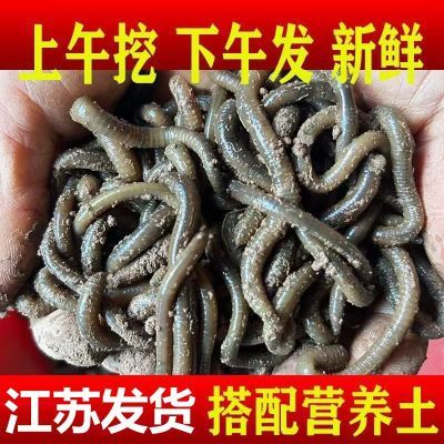 便宜现货特大青蚯蚓黑蚯蚓活体钓黄鳝特臭垂钓诱饵鲜活钓鱼顺丰