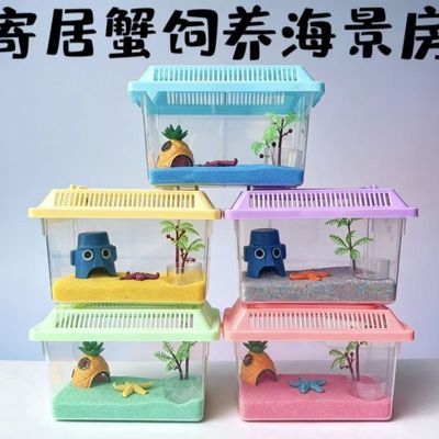 寄居蟹小豆套餐宠物饲养套装儿童礼物桌面萌宠小宠物沙蟹饲养套装
