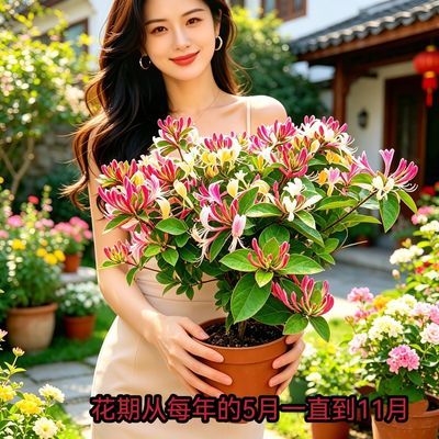 四季浓香红多彩金银花苗观赏闻香泡茶盆栽阳台庭院南北方耐寒花苞