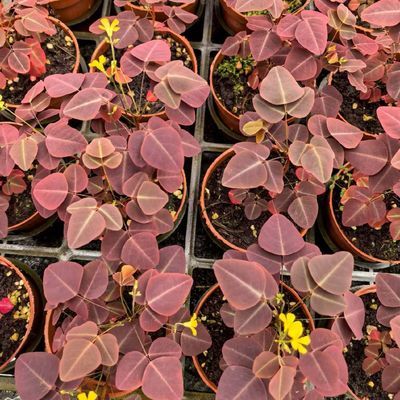 除甲醛观叶花卉绿植盆栽火星酢浆草卧室室内阳台庭院客厅好养爆款