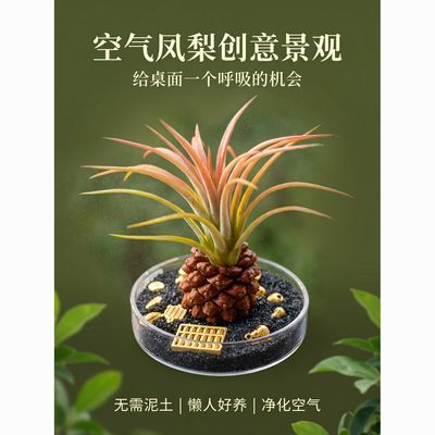 山野来信-微景观植物懒人养护迷你空气凤梨菠萝屋摆件桌面植物