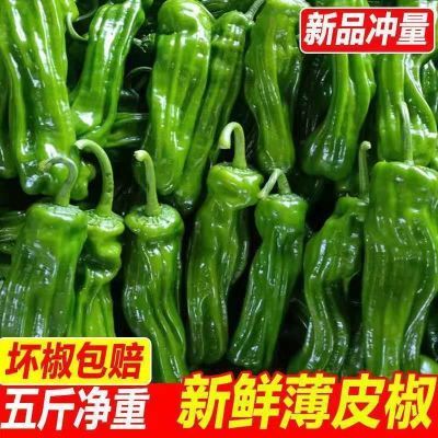 农家薄皮青椒皱皮椒门椒新鲜虎皮椒现摘发货5斤蔬菜新鲜时令半斤