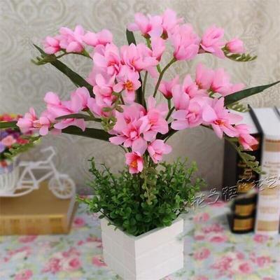 【十里飘香】懒人新品清香玉球根兰花盆栽花卉大全耐寒四季开花