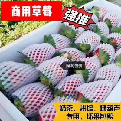 【产地直发】夏季草莓商用新鲜冰糖葫芦烘培批发价整箱酸甜草莓