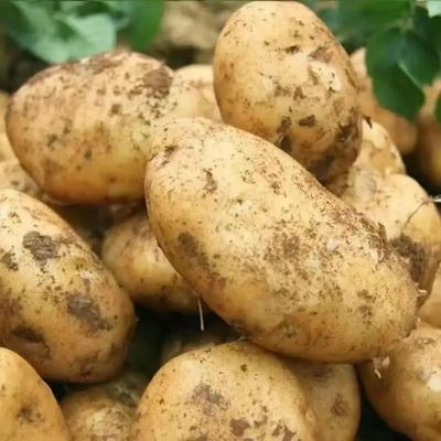 土豆黄皮云南黄心正宗洋芋马铃薯现挖整箱新鲜批发芋头蔬菜当季