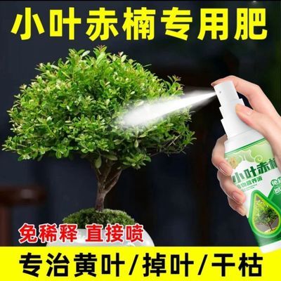 驱蚊虫清仓巴西木开花水养格鲁特木人桌面赖人绿植盆栽客厅绿篱机