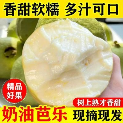 带箱3斤正宗奶油冰淇淋双拼芭乐白心心软新鲜白心现摘番石榴水果