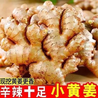 特级老姜正宗小黄姜新鲜现挖姜月子姜姜母辛辣十足整箱批发