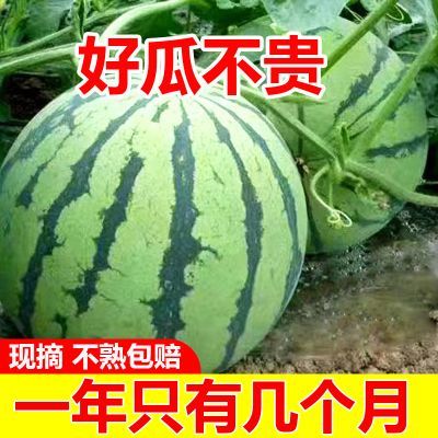 【冰糖正宗麒麟】西瓜脆甜西瓜8424现摘薄皮无籽有籽美都新鲜水果
