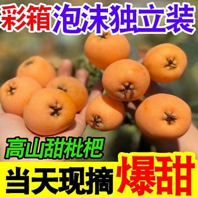 10W+在看】四川攀枝花米易枇杷新鲜水果当季五星枇杷爆甜孕妇琵琶