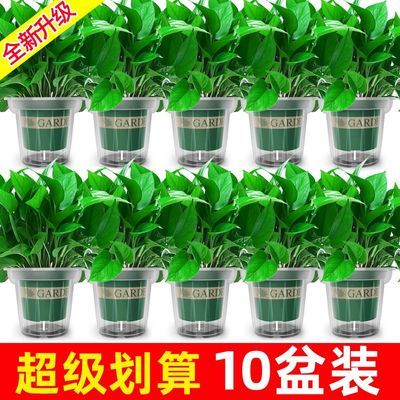 【恰意】绿萝盆栽室内花卉植物新房净化空气绿植水培长藤绿箩批发