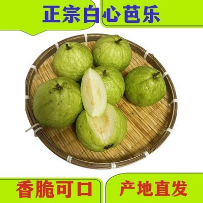 广东新鲜产地白心珍珠芭乐番石榴脆甜现摘现发当季直发芭乐白心