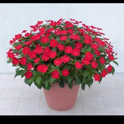凤仙花盆栽多年生耐热喜水好养爆花花期长易爆盆庭院室外花园阳台