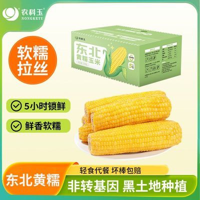 农科玉东北黄糯玉米真空包装软糯拉丝糯玉米轻食粗粮鲜香黏糯玉米