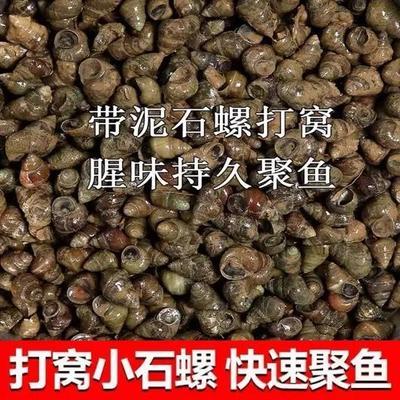 鲜活石螺野钓专用小石螺现捞现发精选打窝料螺蛳鲜活户外野钓必备优惠商品图片