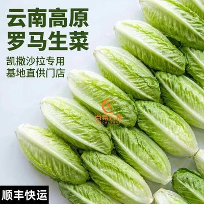 罗马生菜 顺丰包邮 螺纹生菜 包螺纹生菜 凯撒沙拉生菜 精品生菜