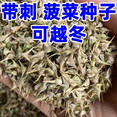 过冬带刺菠菜种子按斤卖散装小叶菠菜种子种子尖叶本菠菜正品批发