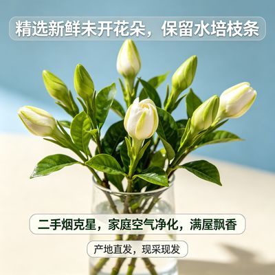 鲜切】四川栀子花基地水培带枝新鲜花朵治愈香味除甲醛未开花谷朵