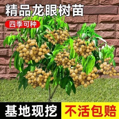 四季龙眼树苗桂圆苗石硖龙眼储良四季蜜龙眼果树苗南方果地栽庭院
