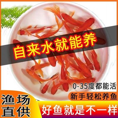 红草金耐活招财金鱼淡水淡水鱼好养鱼苗活鱼冷水观赏鱼优惠商品图片