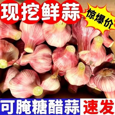 农家现挖紫皮2026云南新鲜大蒜多汁河南鲜蒜湿蒜正宗鲜蒜糖醋湿蒜
