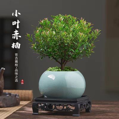 【开花招财树】金丝楠小叶赤楠迷你植物室外花卉桌面小绿植好养