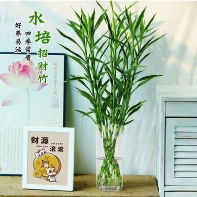 细叶招财竹水竹水养正品水培客厅办公室室内竹子四季卧室招财优惠商品图片