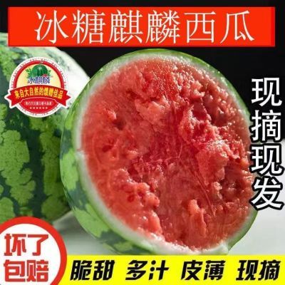 【热售中】正宗麒麟美都西瓜现摘脆甜多汁西瓜当季新鲜水果整箱